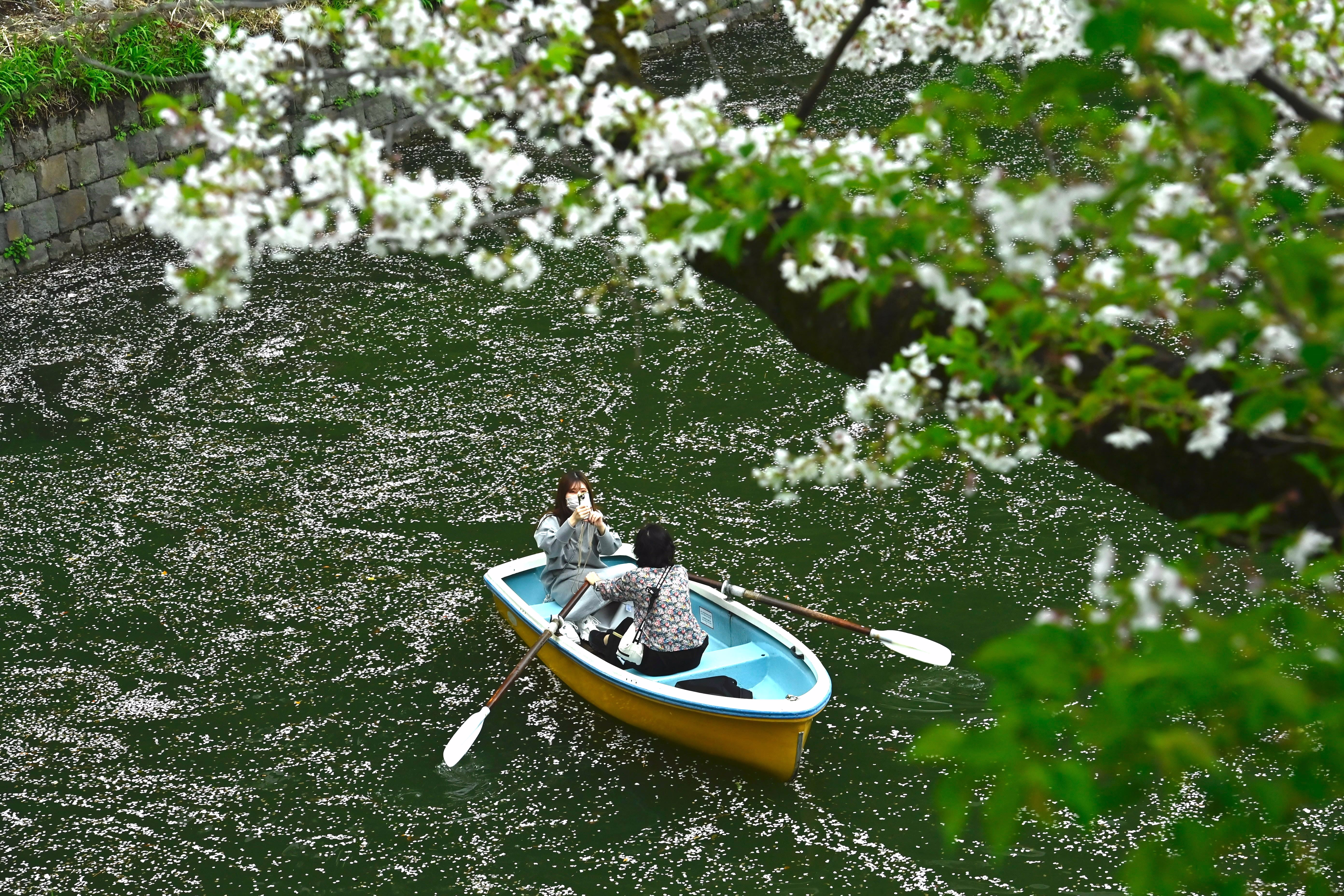 Two people row in a small boat in a moat beneath blooming trees, with many petals floating on the water.