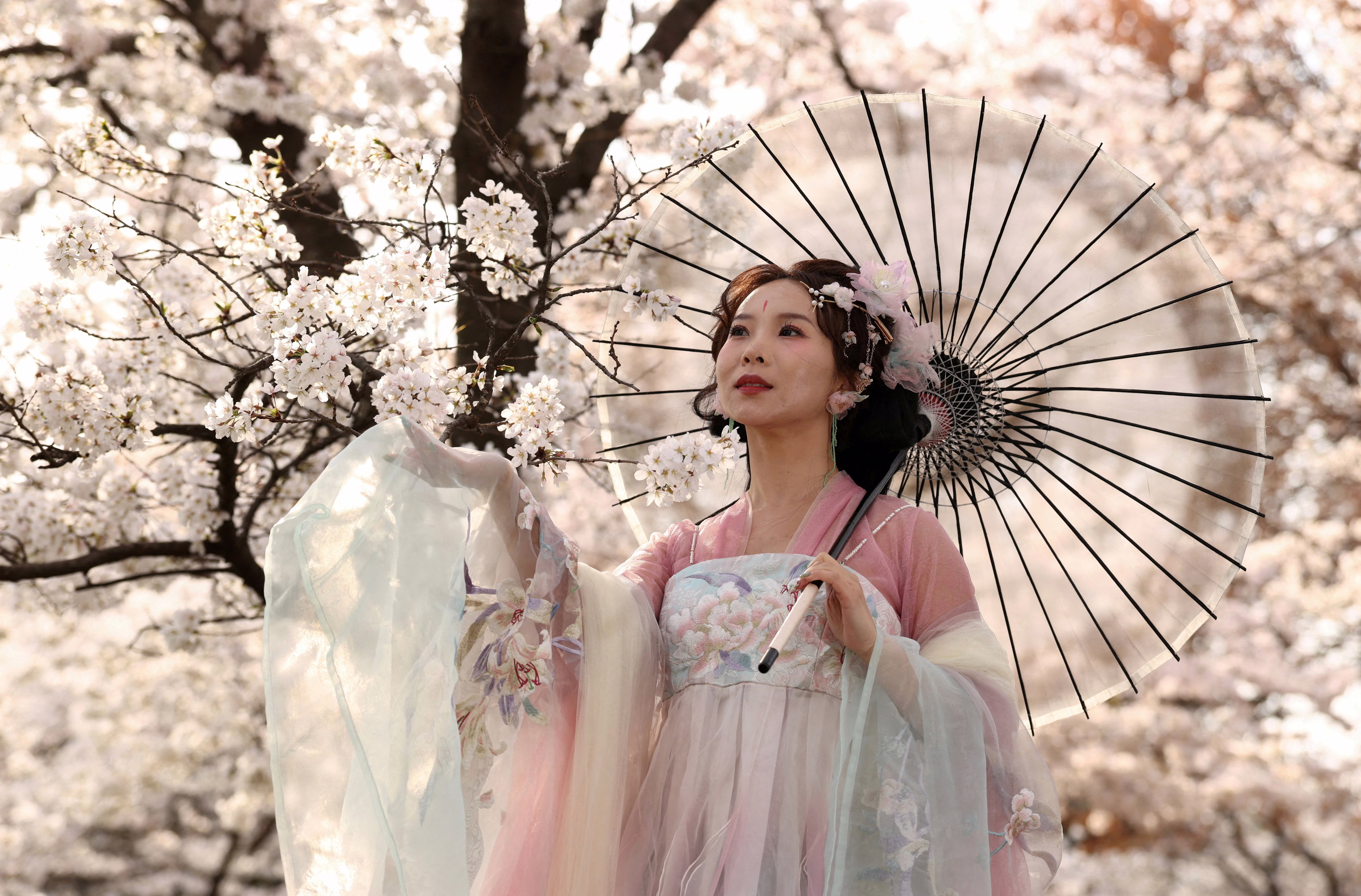 A woman in a traditional Chinese dress poses beneath flowering cherry trees.
