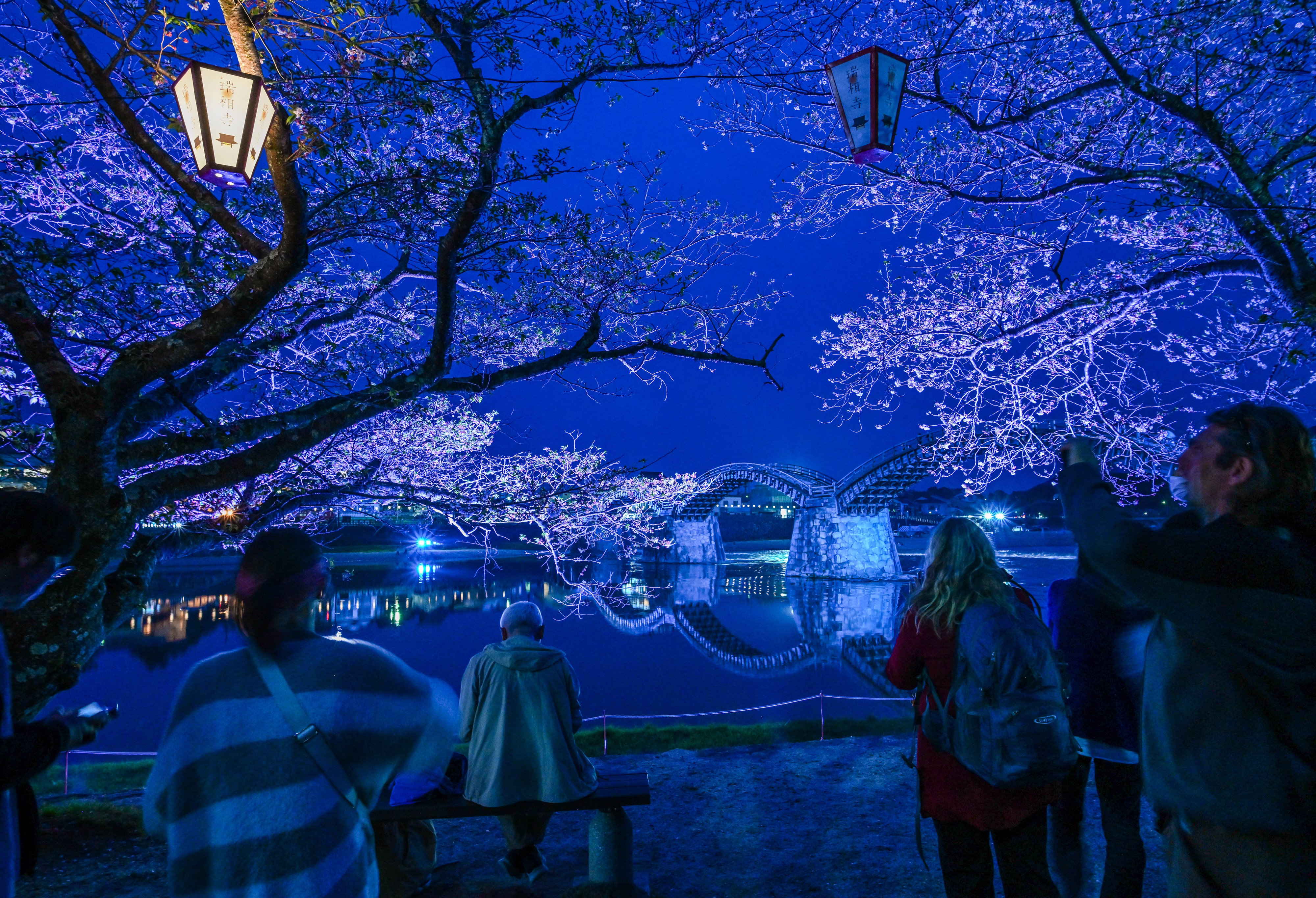 People look at an illuminated bridge and cherry trees at night.