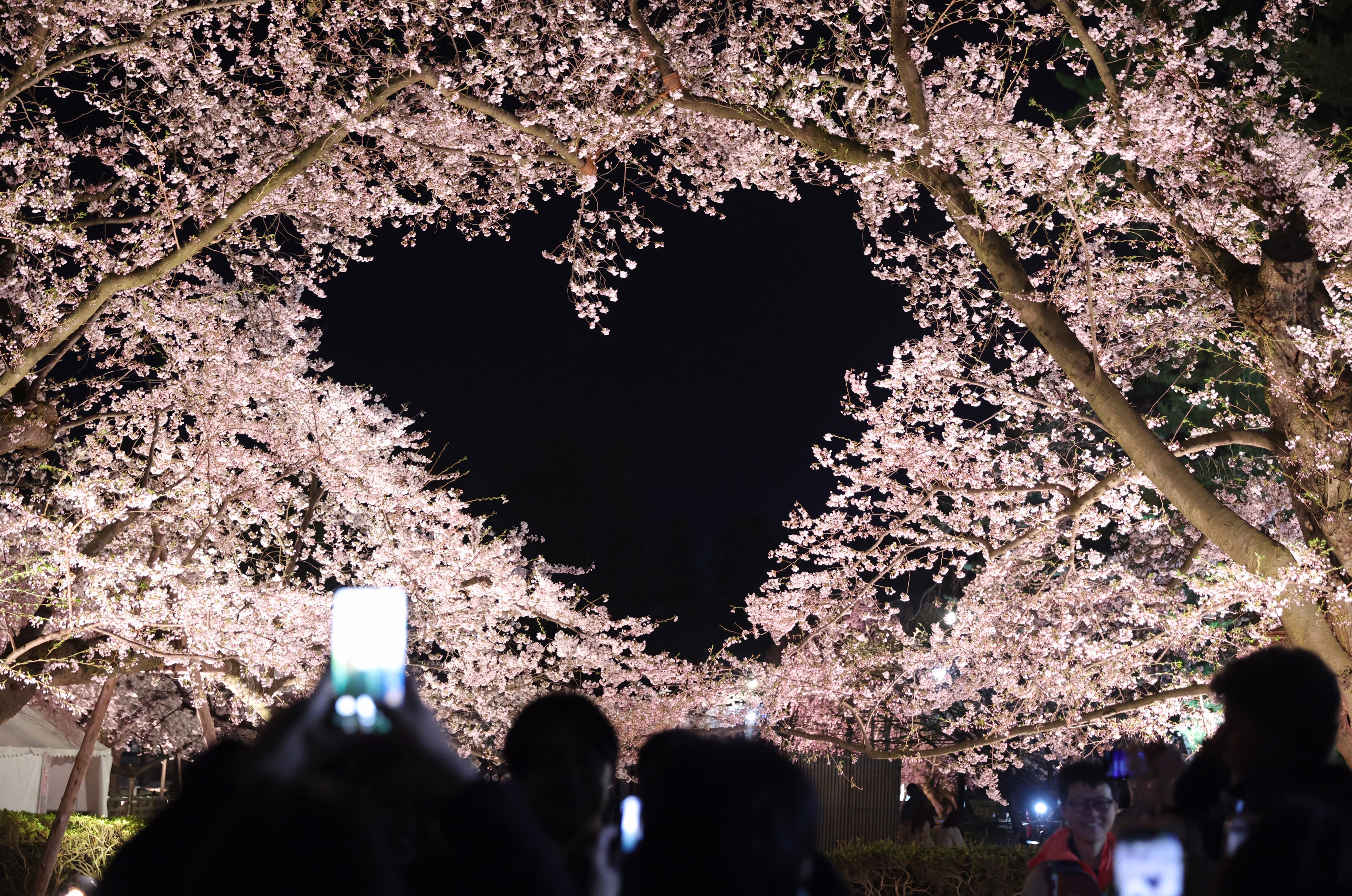 People take photos of cherry trees in full bloom at night. A large negative-space hole among the branches appears to be arranged into a heart shape.
