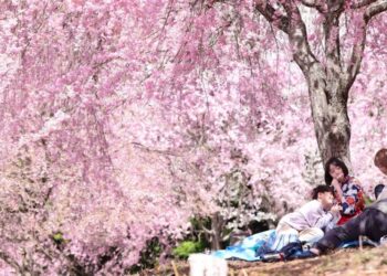 Photos: Out Among the Cherry Blossoms