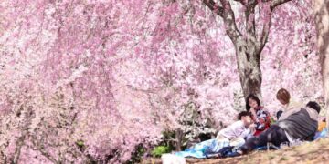 Photos: Out Among the Cherry Blossoms