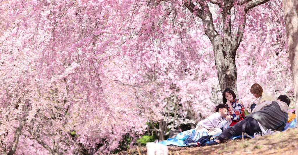 Photos: Out Among the Cherry Blossoms