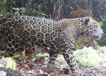 Elusive ‘cloud jaguar’ caught on film for first time in decade, prowling in fabled mountain range