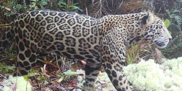 Elusive ‘cloud jaguar’ caught on film for first time in decade, prowling in fabled mountain range