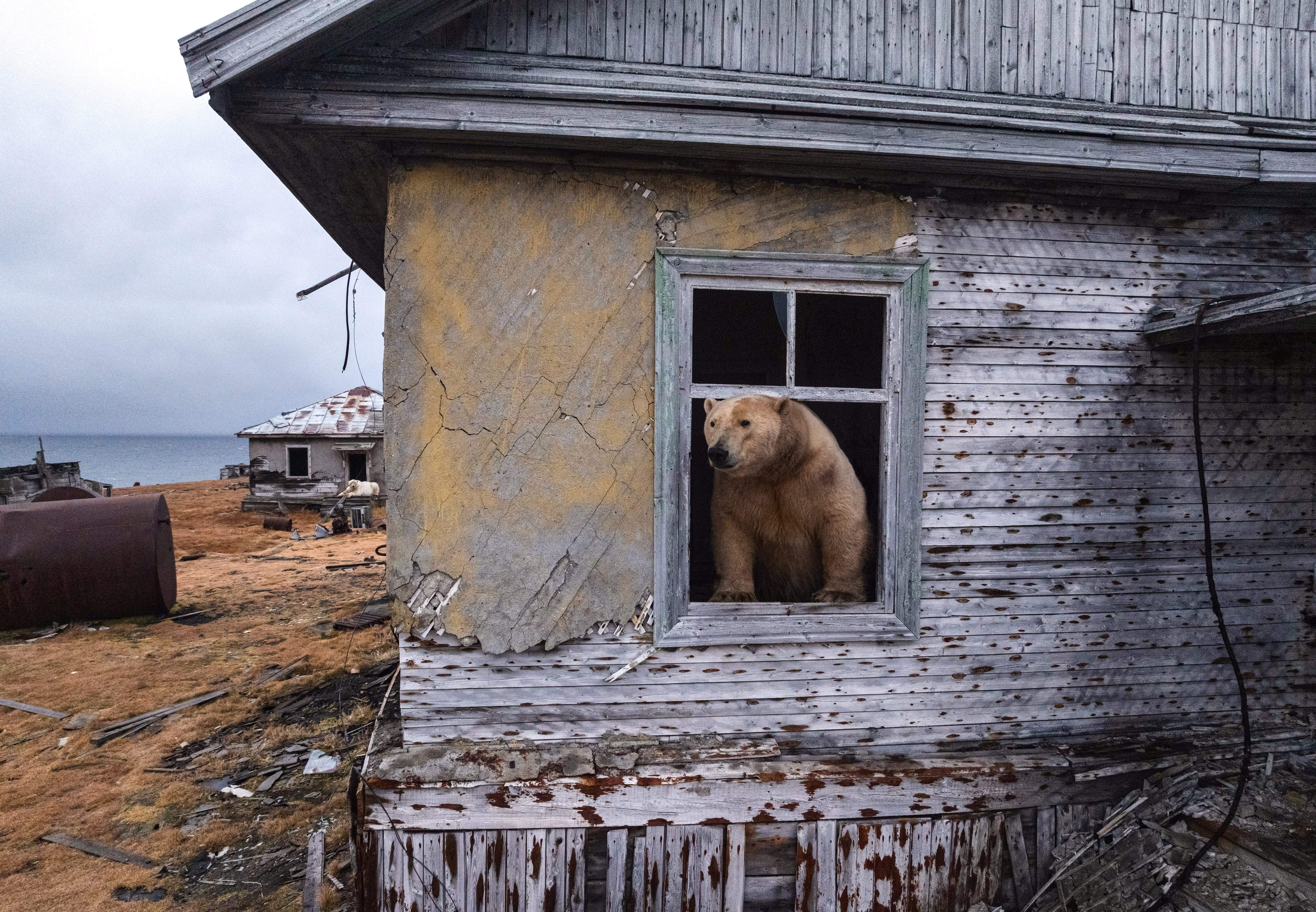 A polar bear pokes its head out of a window at an abandoned research station.