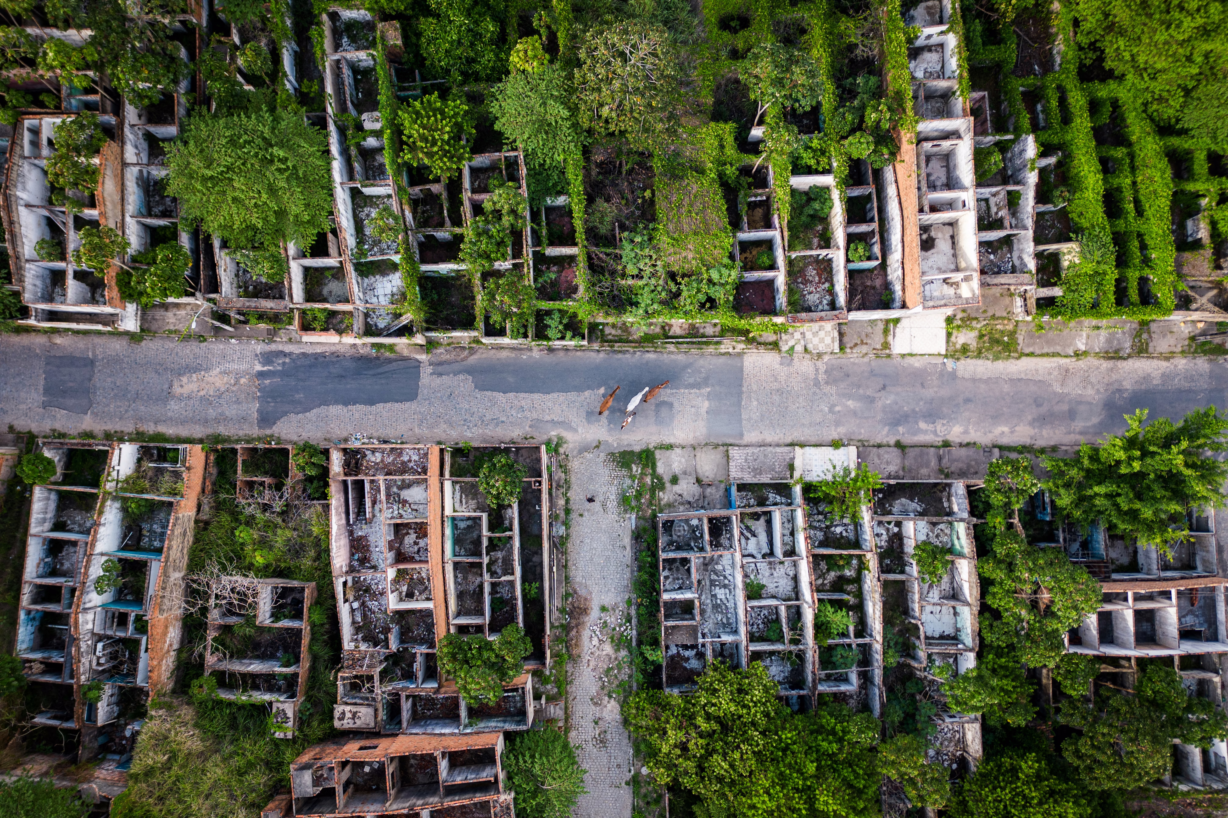 An aerial, top-down view of animals walking past abandoned houses.