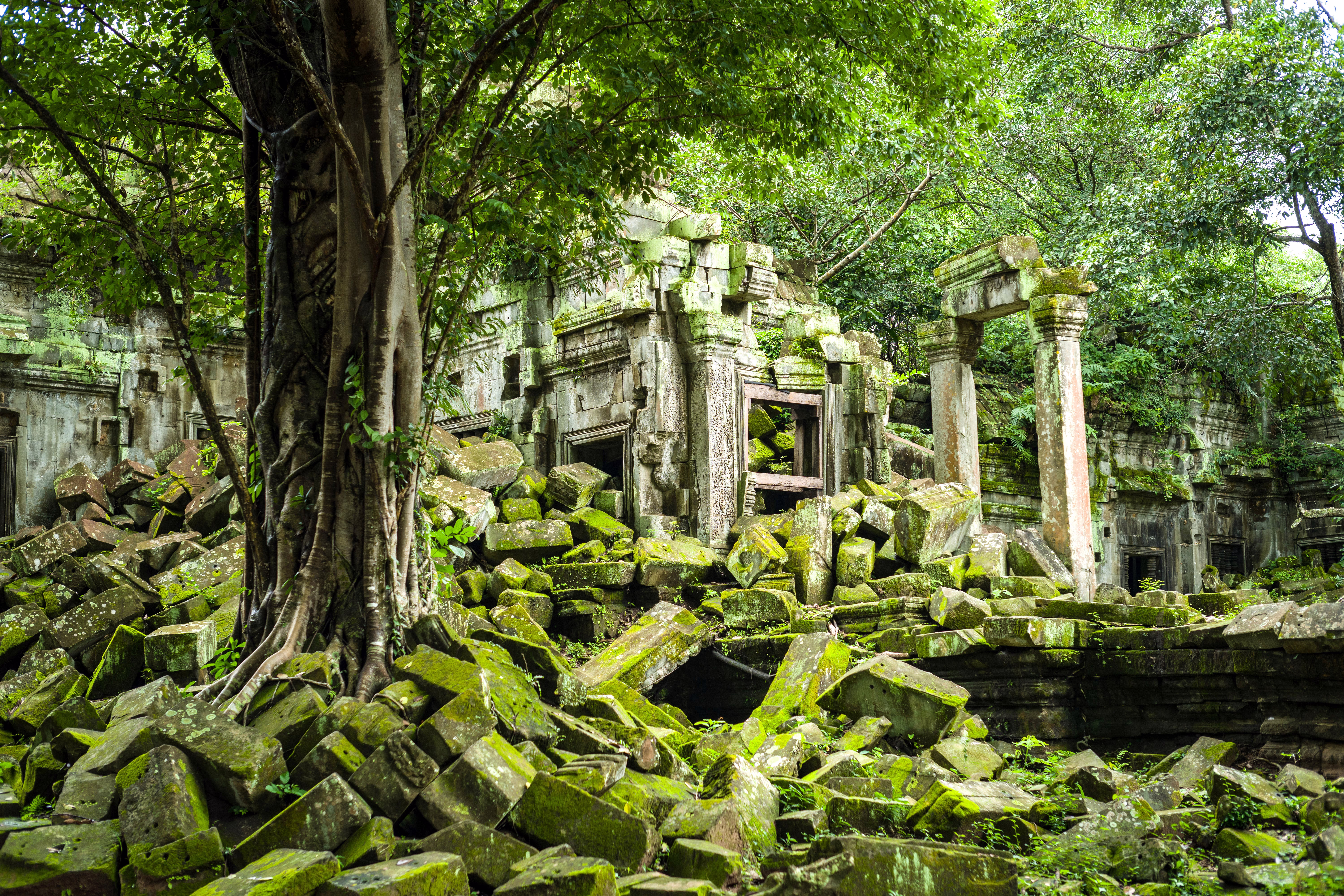 Trees grow in a collapsed section of an ancient temple in Cambodia.