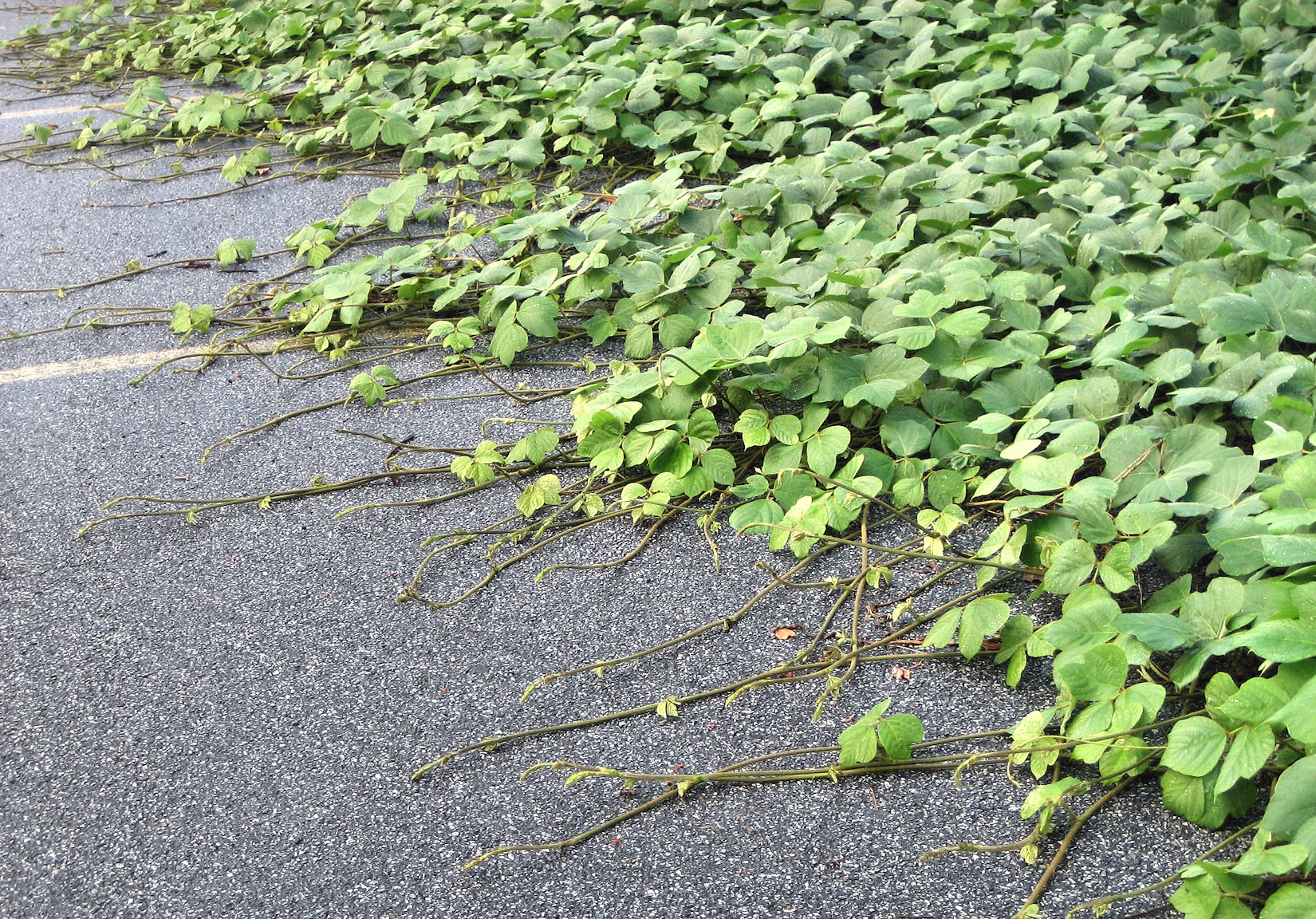 A large patch of Kudzu reaches tendrils out across a parking lot.
