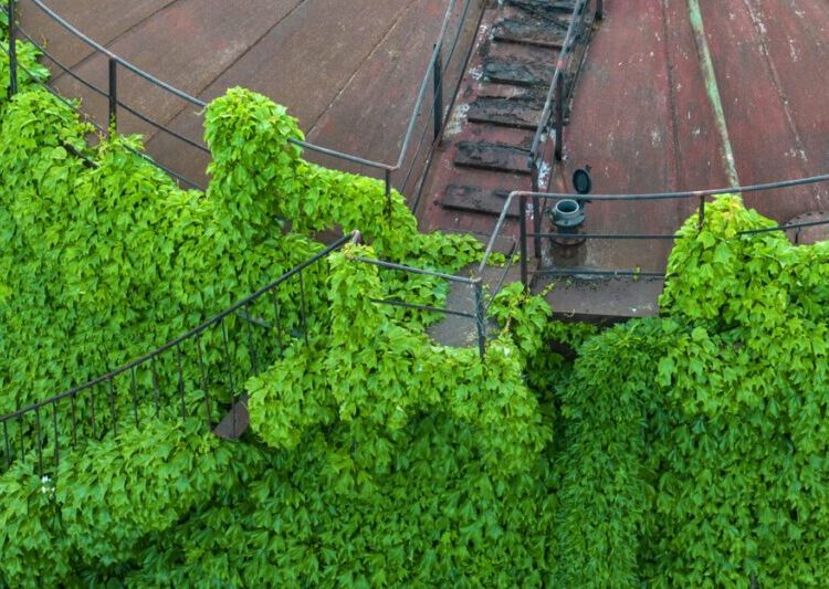 Photos: Reclaimed by Nature