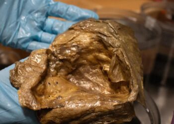 Scientists Say They’ve Figured Out What That Golden Orb Found at the Bottom of the Pacific Ocean Actually Was