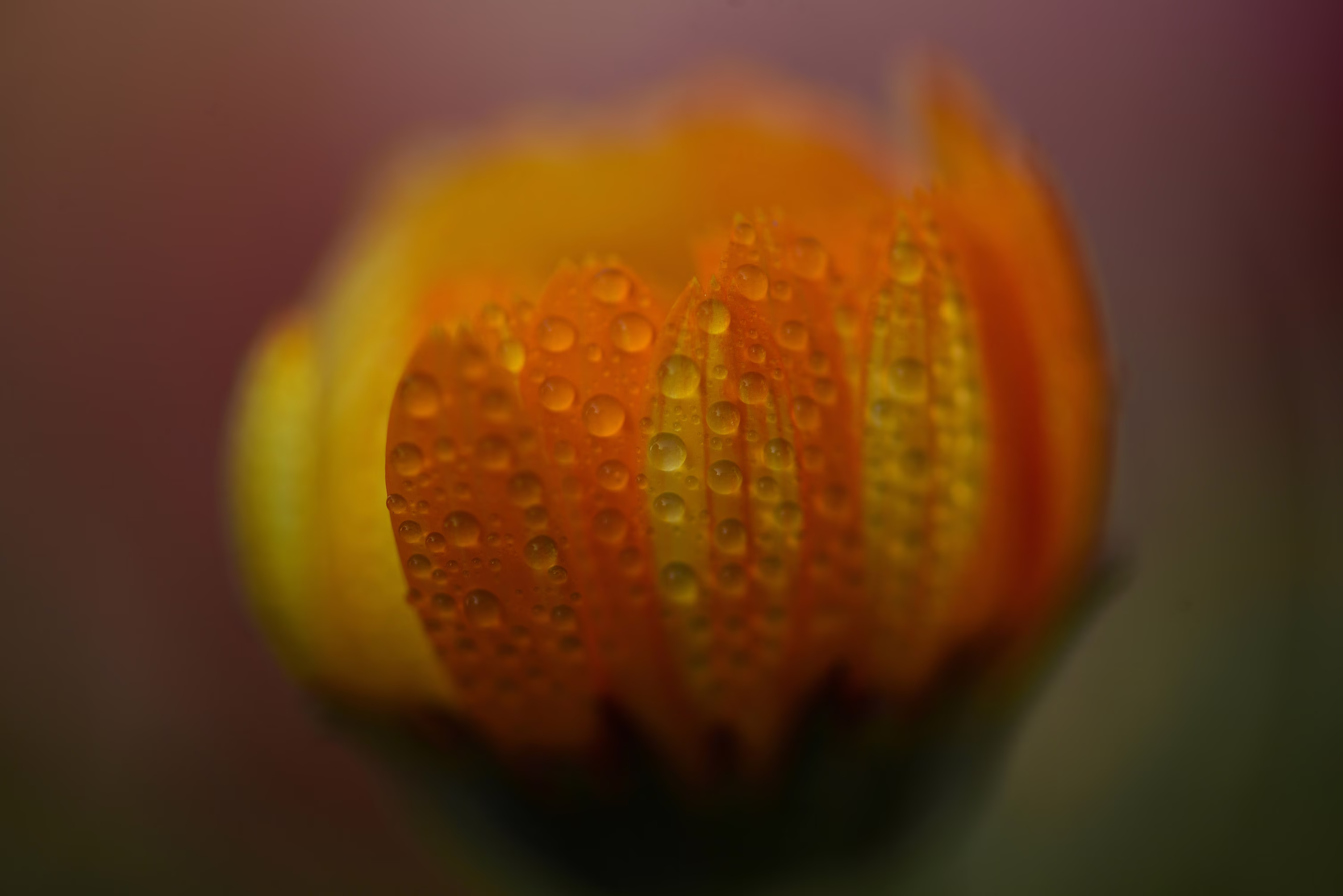 Water droplets, seen on a budding marigold flower
