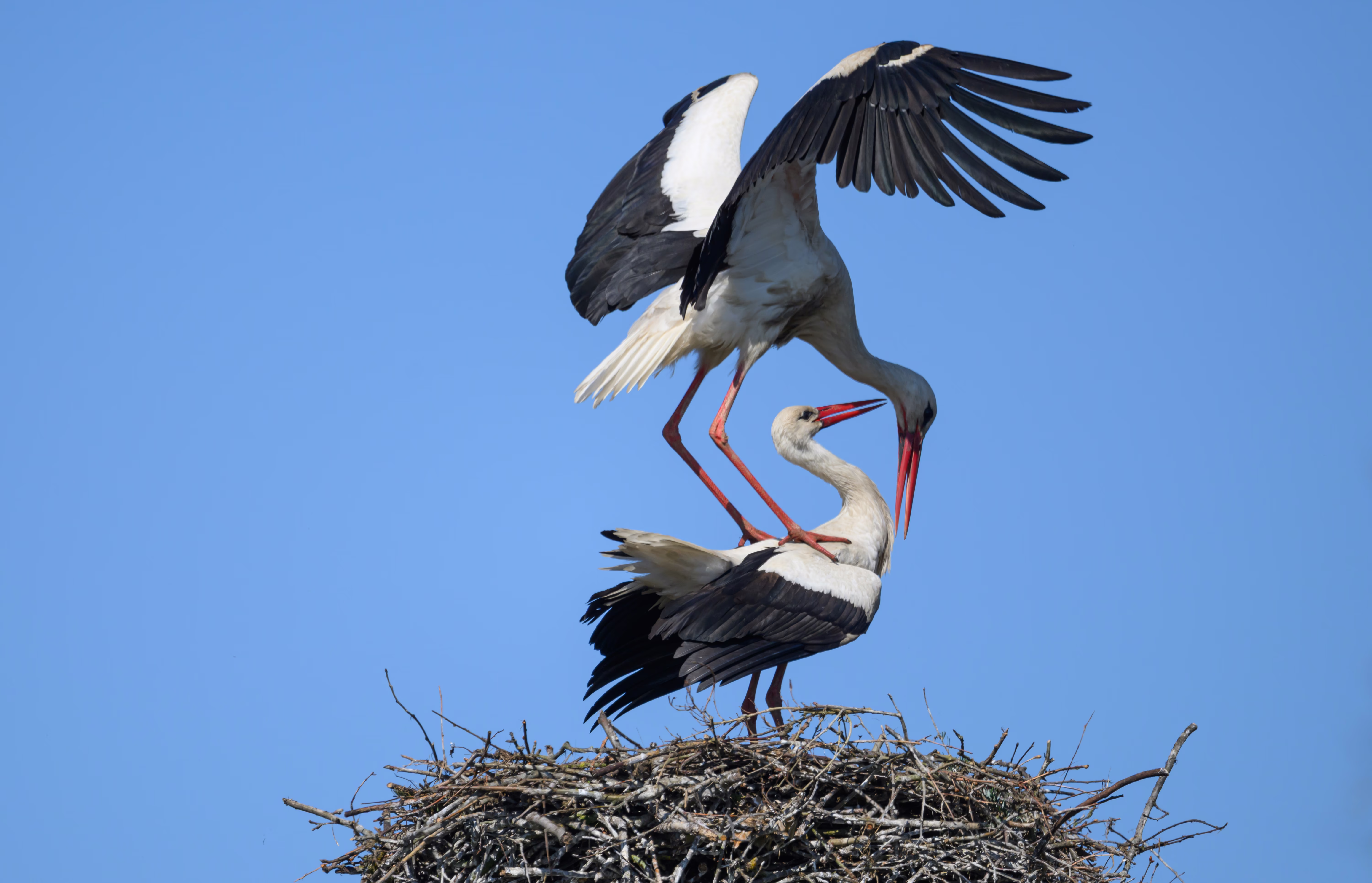 A pair of storks settle in a nest on a power pole.