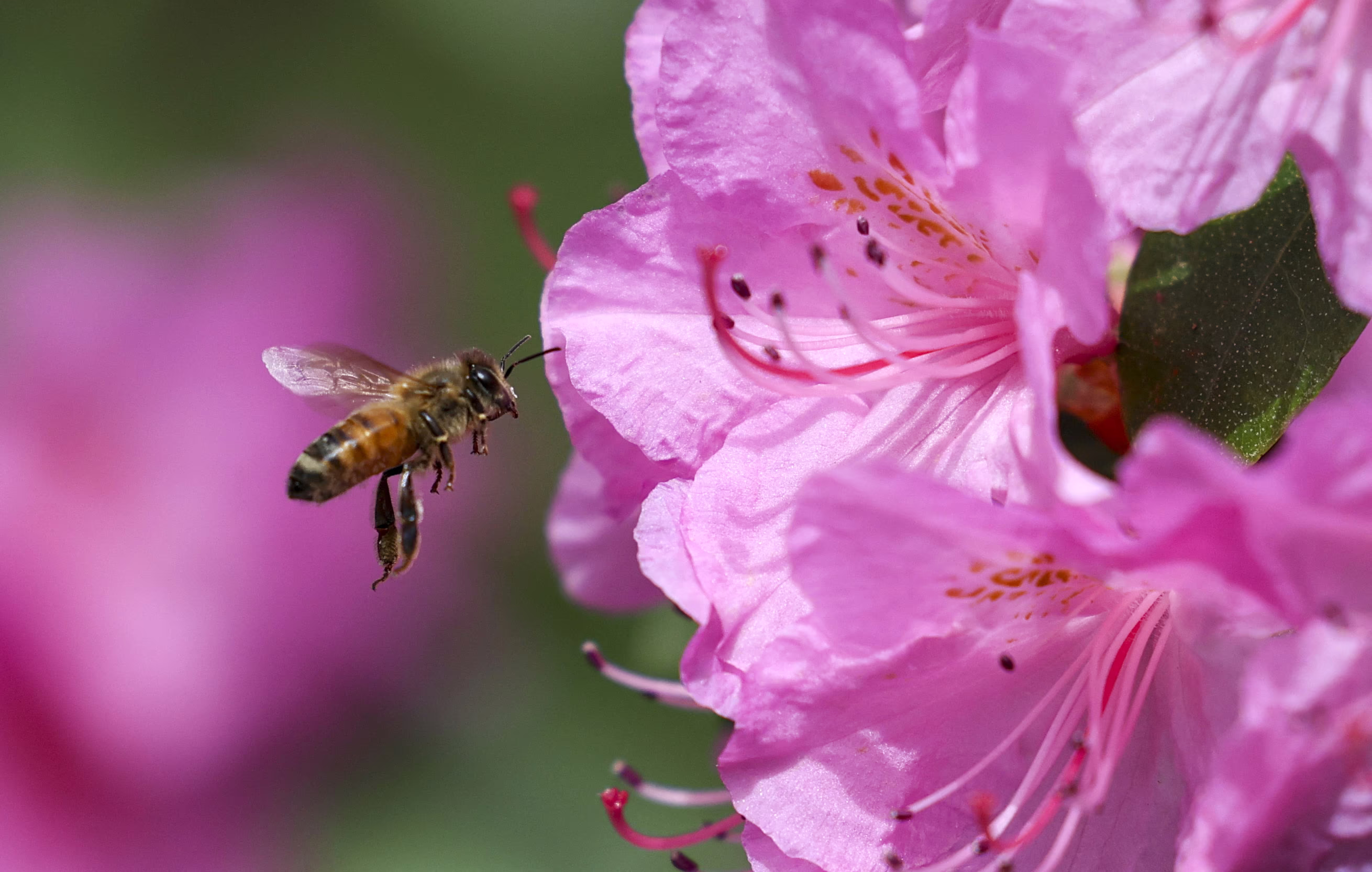 A bee gathers pollen from a rhododendron.