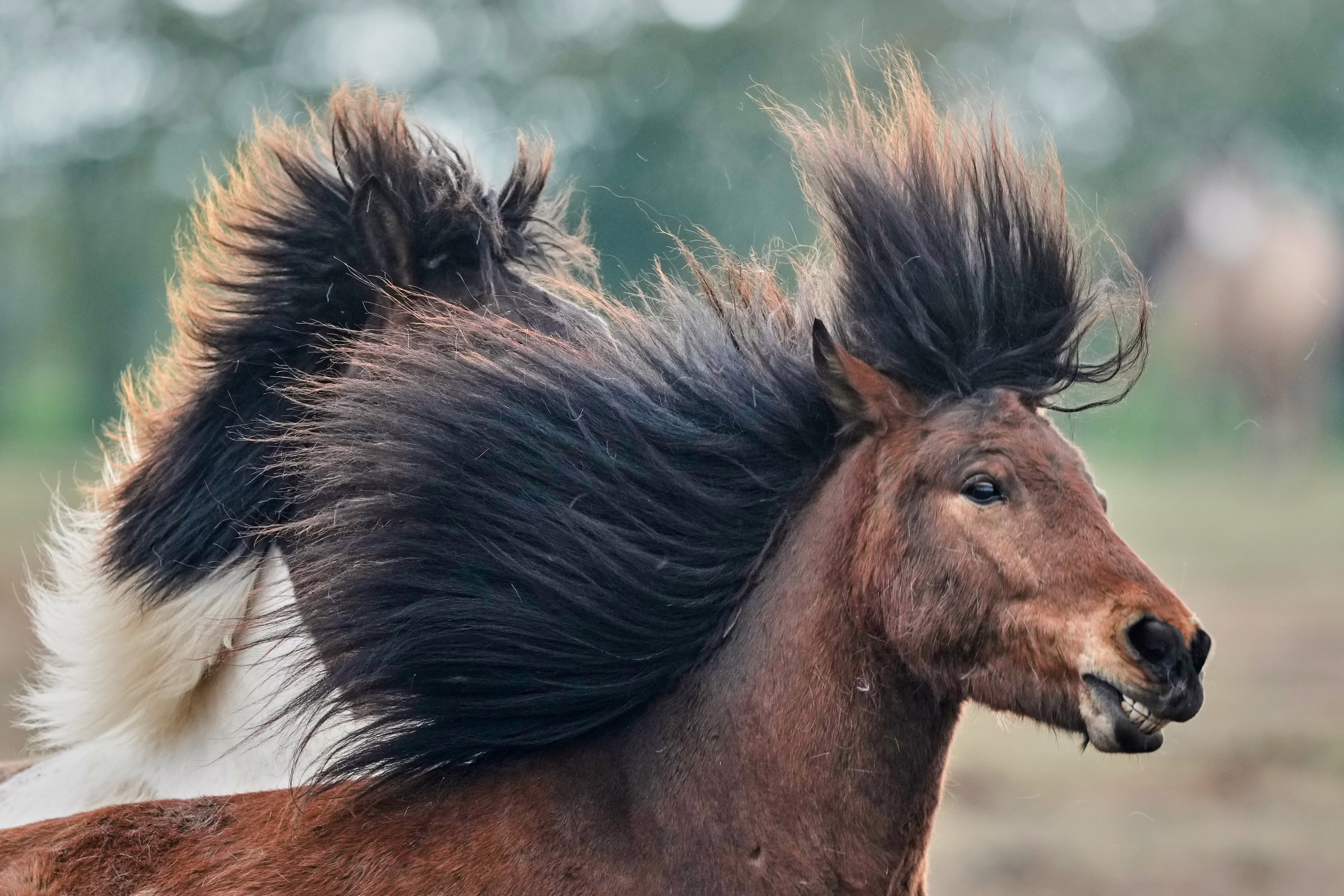 A pair of horses toss their manes while playing.
