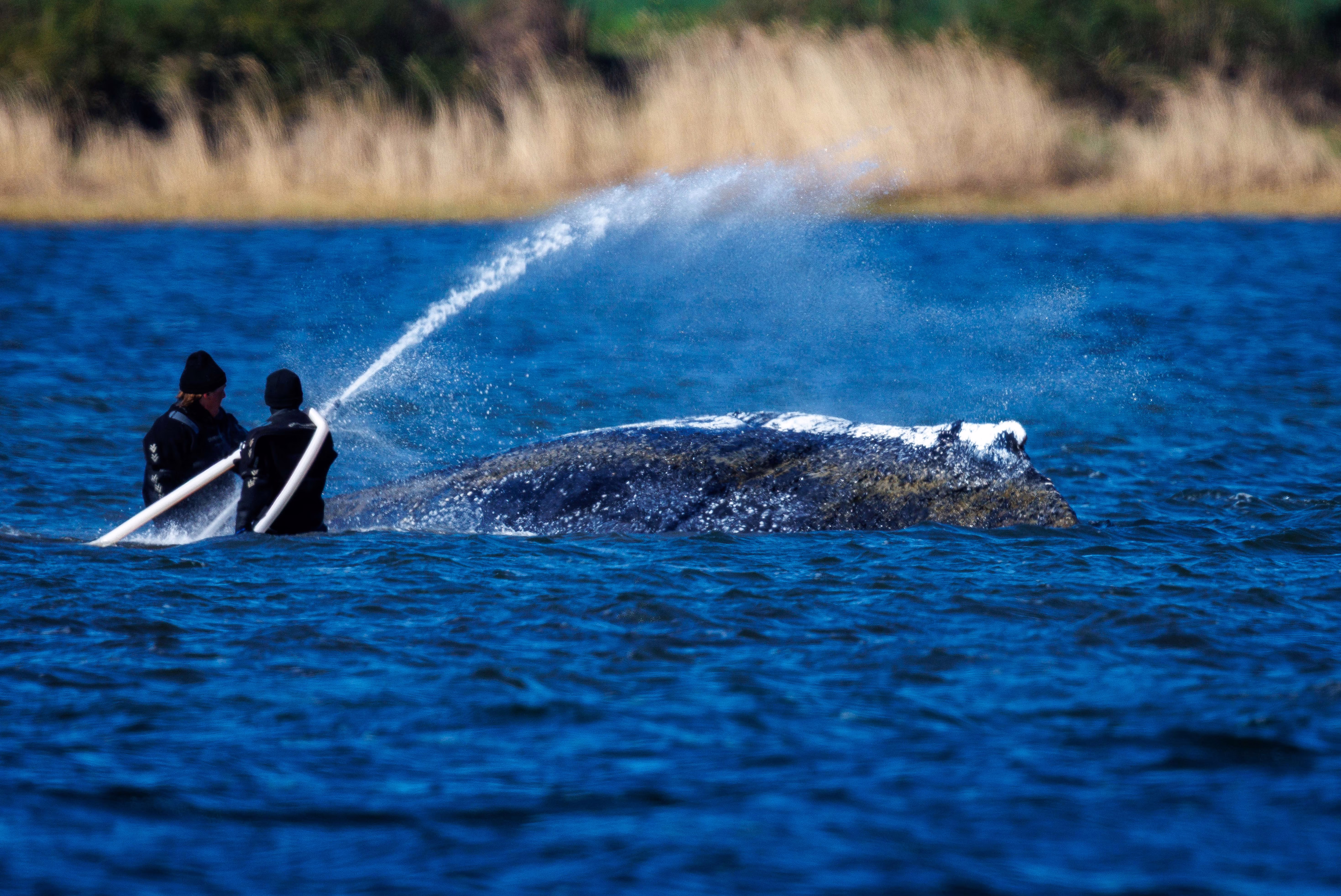Two people use a hose to spray water on a stranded whale in waist-deep water.