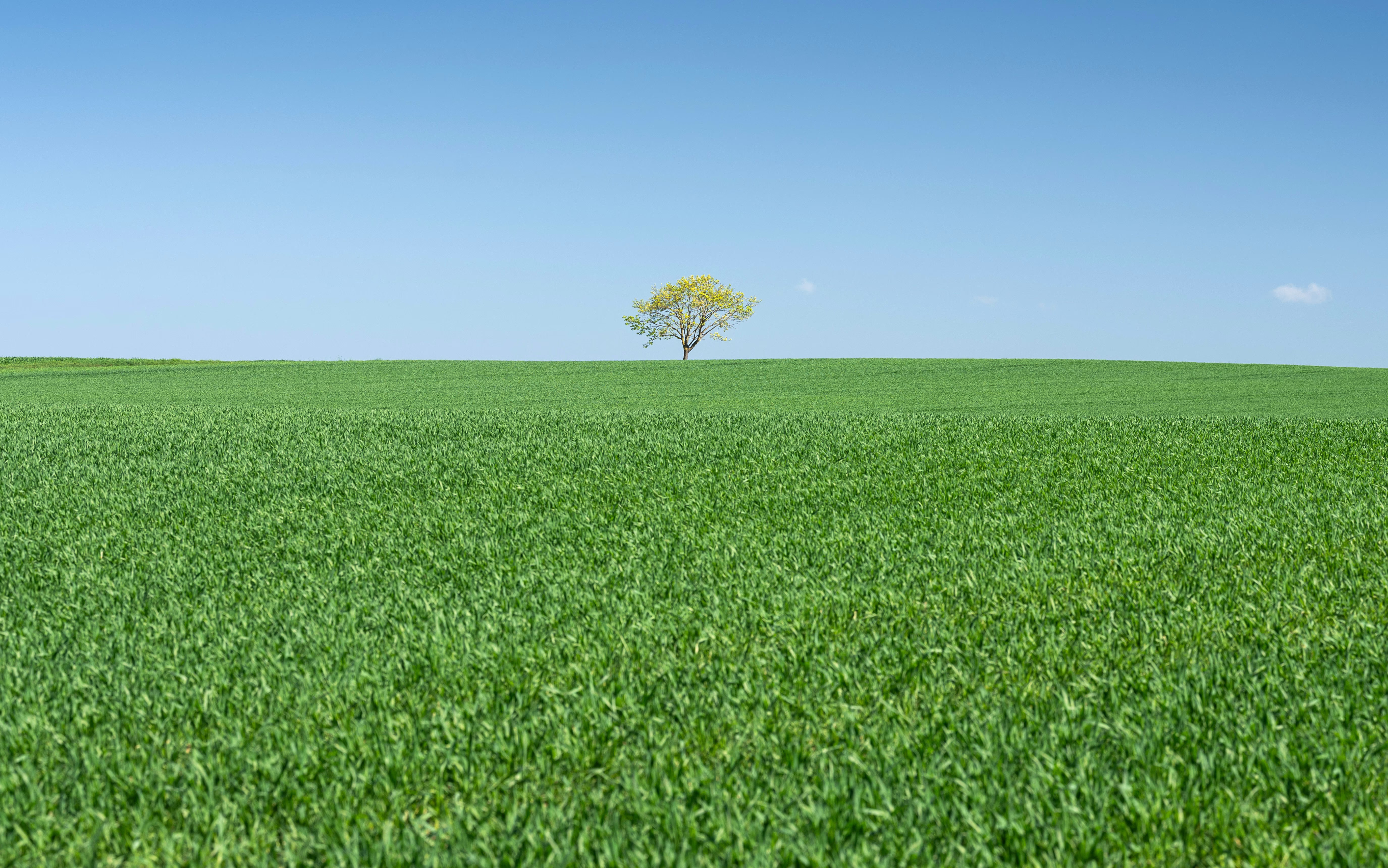 A single tree stands beside a field of green.