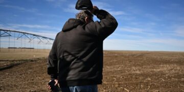 U.S. wheat crops wither, herds thin as spring drought deepens