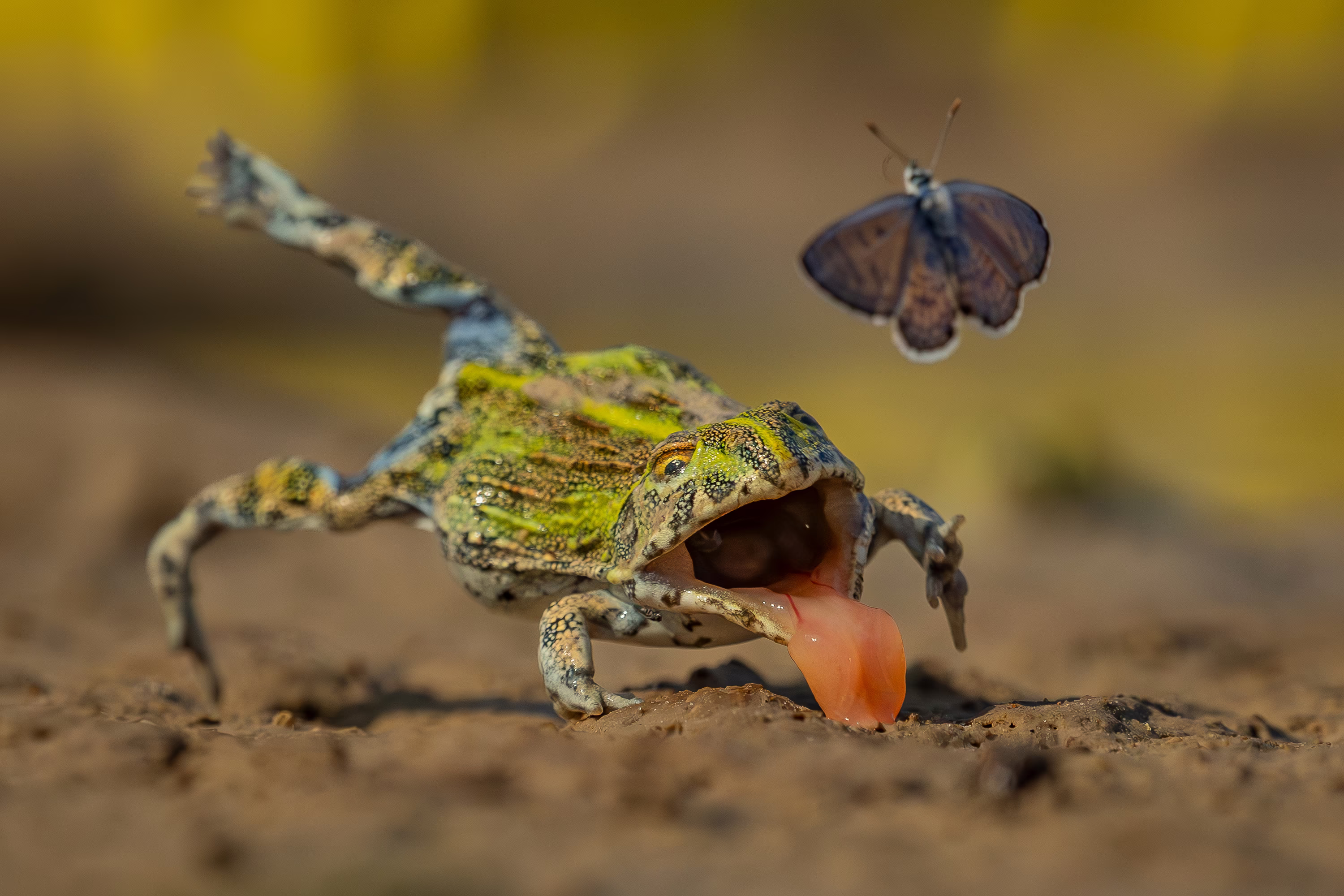 A bullfrog leaps after a moth, missing it, and falling with its mouth open and tongue out.