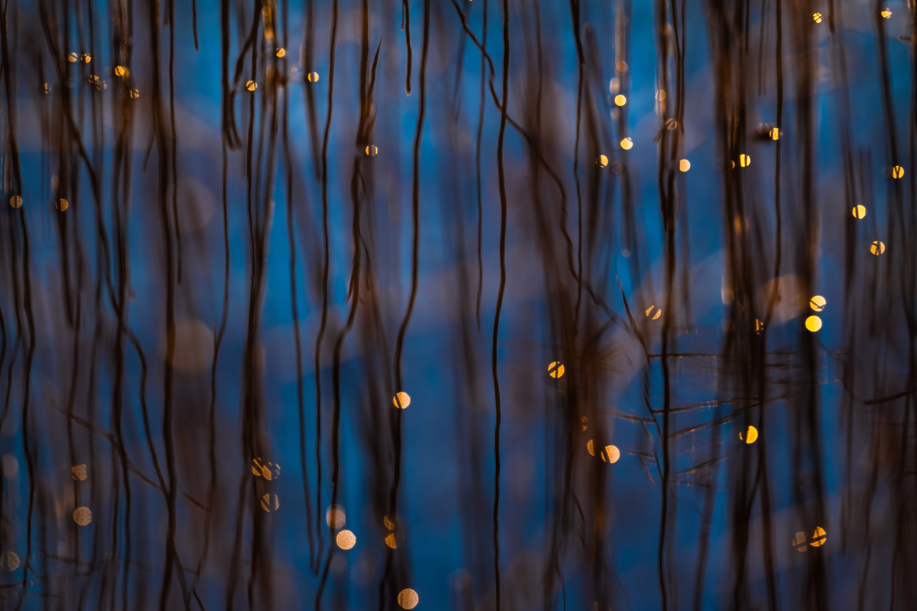 An abstract view of reeds and reflections on a still lake surface