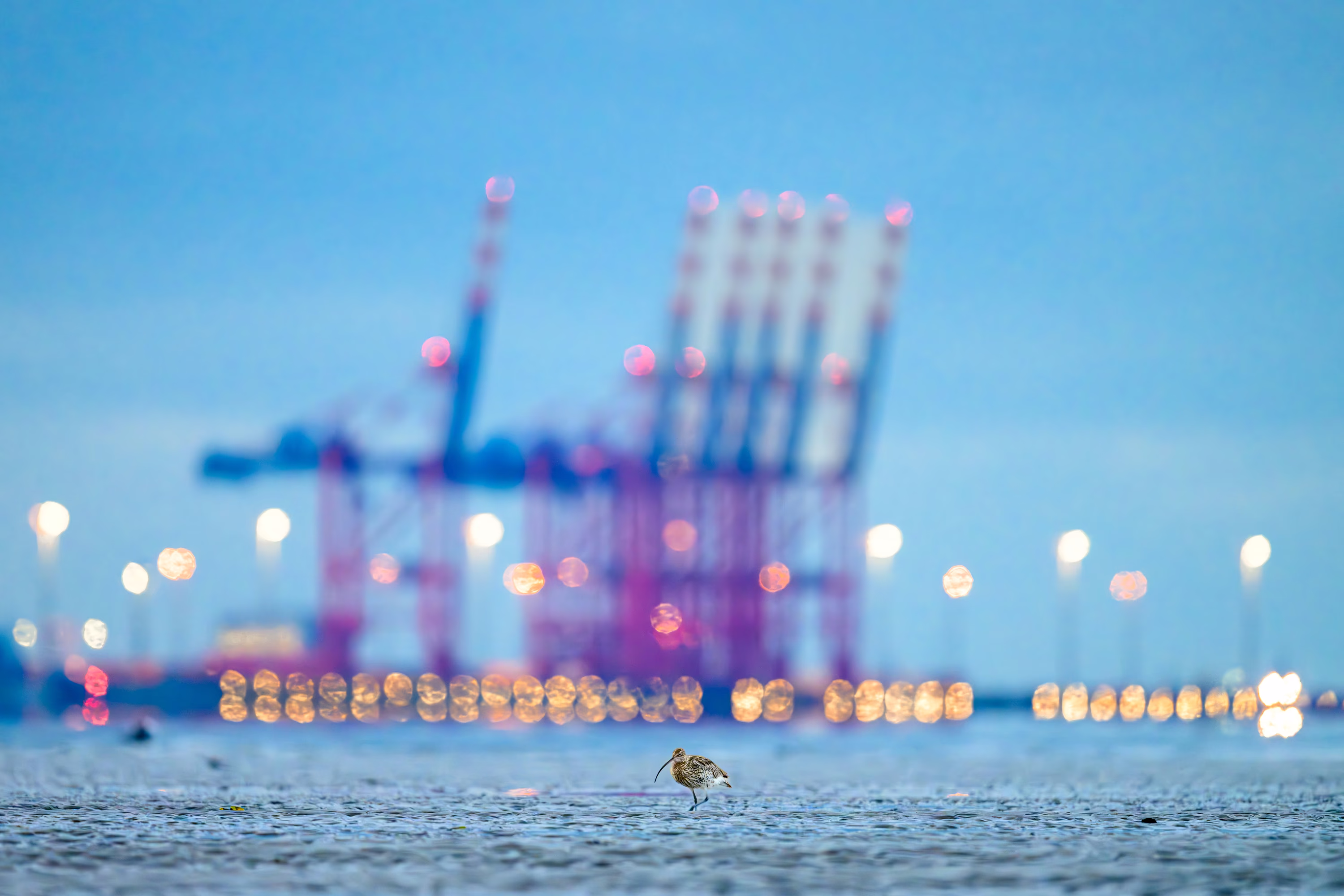 A wading bird walks in shallow water, with tall cranes in a port seen in the far distance.