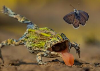 Winners of the GDT Nature Photographer of the Year 2026