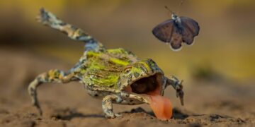 Winners of the GDT Nature Photographer of the Year 2026