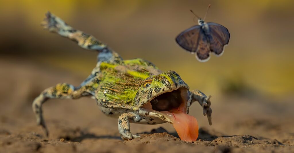 Winners of the GDT Nature Photographer of the Year 2026