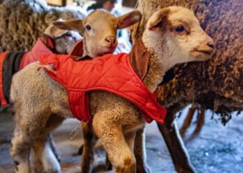 A Vermont farm expected a sheep to have twins. She welcomed rare sextuplets