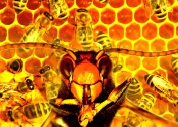 Woman Convicted for Attacking Police With Swarm of Furious Bees