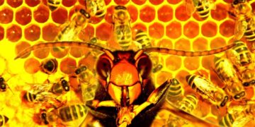 Woman Convicted for Attacking Police With Swarm of Furious Bees