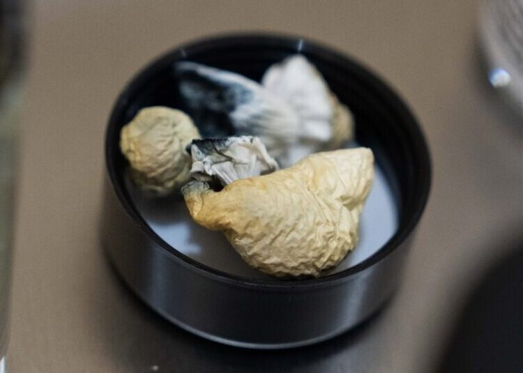 Trump Expected to Loosen Restrictions on Psychedelic Drugs