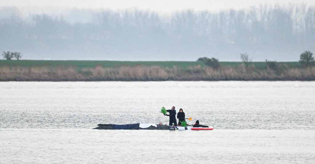 The Long, Slow Race to Save Timmy, Germany’s Favorite Whale