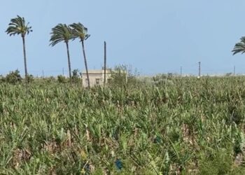 ‘I Just Want to Be Back’: Thousands Rush South in Lebanon Under Cease-Fire