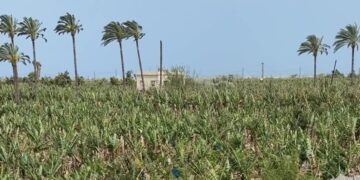 ‘I Just Want to Be Back’: Thousands Rush South in Lebanon Under Cease-Fire