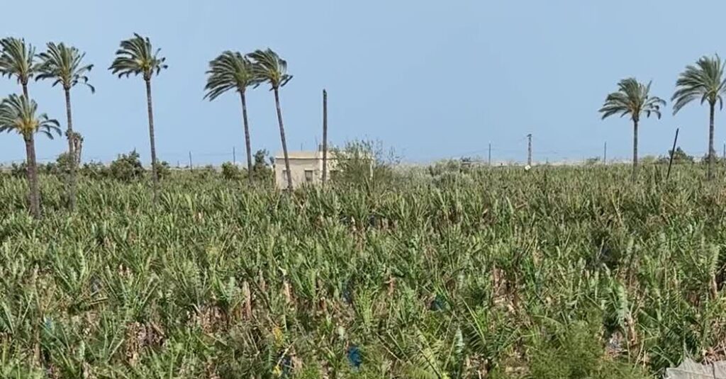 ‘I Just Want to Be Back’: Thousands Rush South in Lebanon Under Cease-Fire