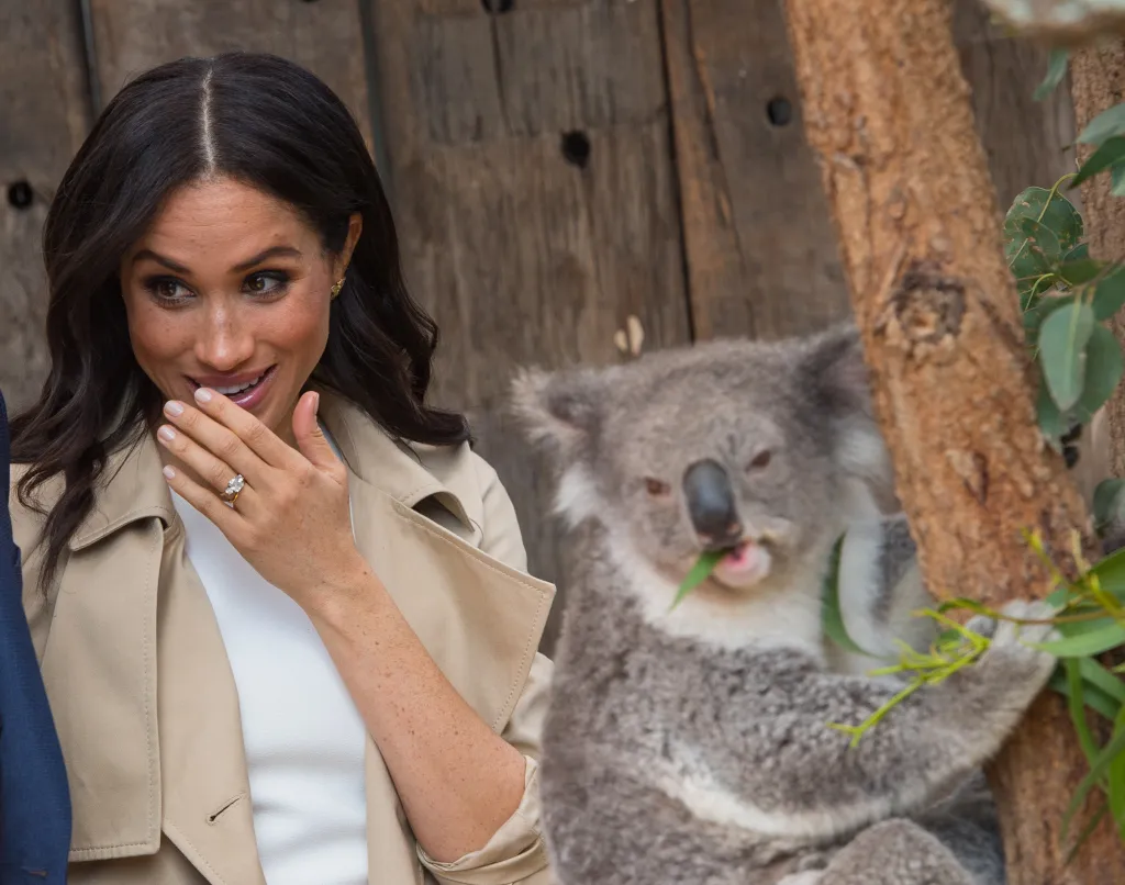 Meghan Markle, in a white top and beige. trench coat smiles, holding her hand to her mouth, next to a koala eating leaves.