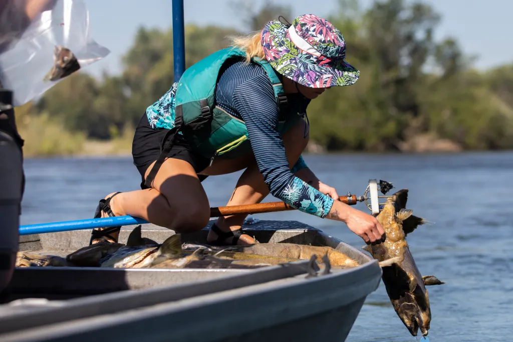 Fisheries technician Kaitlin Whittom pulls a dead salmon from the Sacramento River.
