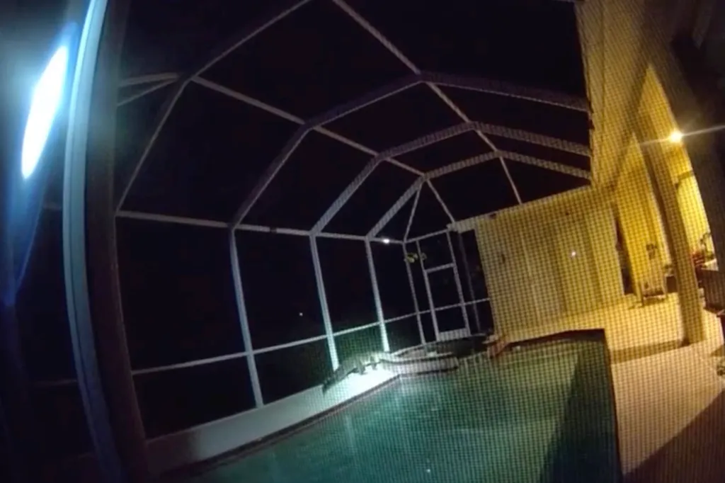 An alligator on the edge of a residential swimming pool at night.