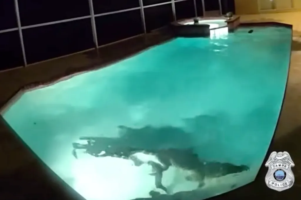 An alligator submerged in a backyard swimming pool at night.