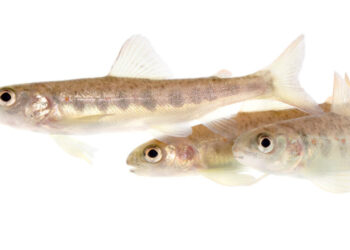 These Salmon Got High on Cocaine. That Wasn’t the Craziest Part.