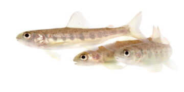 These Salmon Got High on Cocaine. That Wasn’t the Craziest Part.