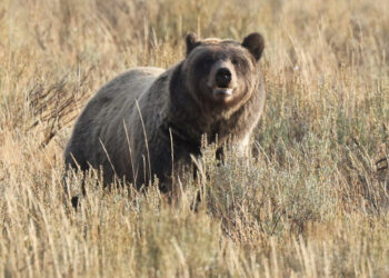 Republicans Had an Earth Day Plan to Limit Species Protections. It Flopped.