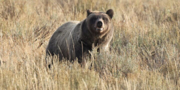 Republicans Had an Earth Day Plan to Limit Species Protections. It Flopped.