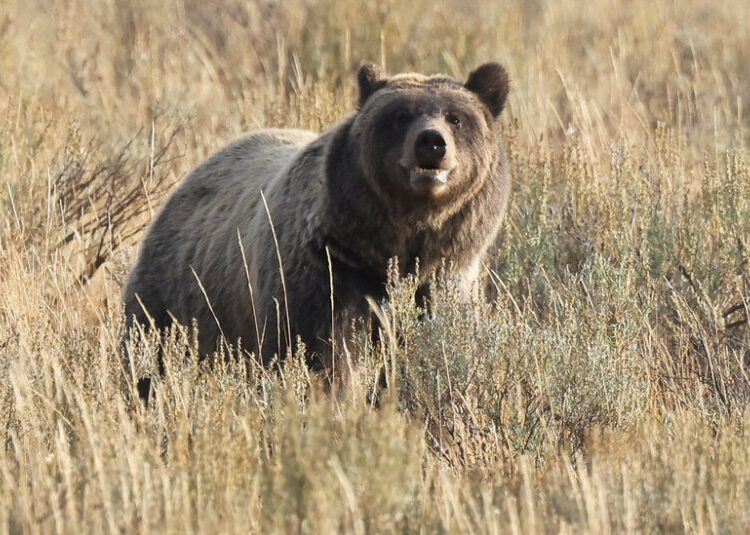 Republicans Had an Earth Day Plan to Limit Species Protections. It Flopped.