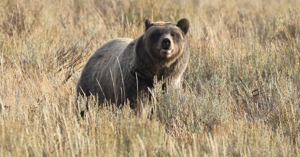 Republicans Had an Earth Day Plan to Limit Species Protections. It Flopped.