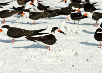 Hundreds of Mothballs Spread on Florida Beach, Wildlife Officials Say