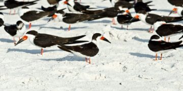 Hundreds of Mothballs Spread on Florida Beach, Wildlife Officials Say