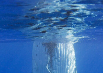 Doug Allan, Polar Cameraman for David Attenborough’s Films, Dies at 74