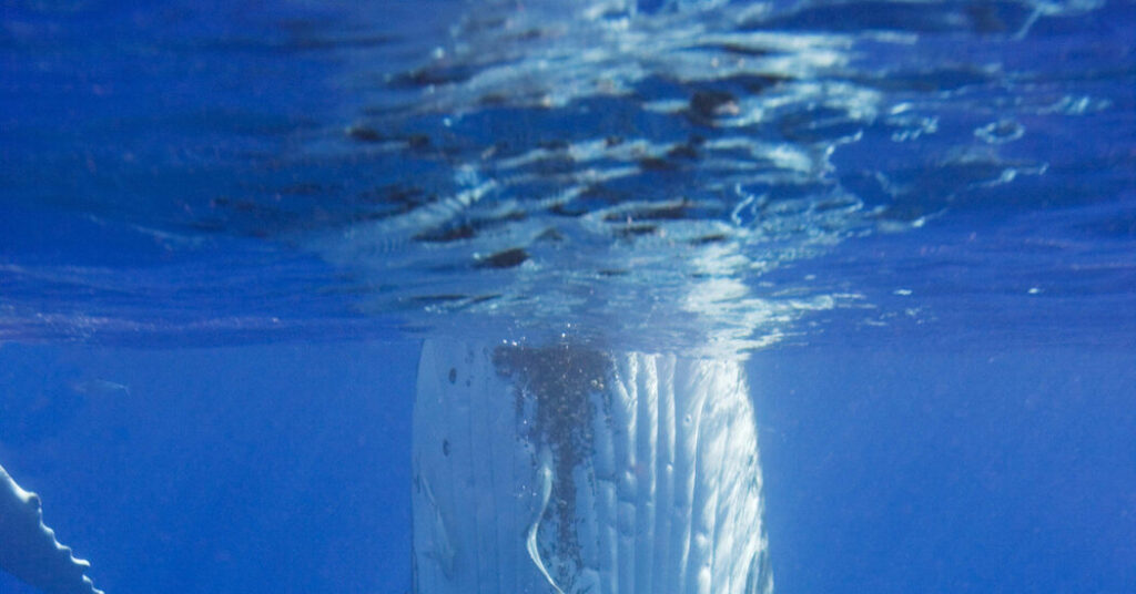 Doug Allan, Polar Cameraman for David Attenborough’s Films, Dies at 74